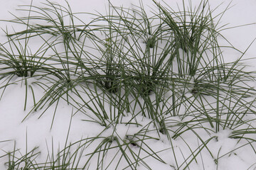 Crocus sativus, commonly known as saffron crocus. It is among the world's most costly spices by weight. The first frosts, cold weather, frozen water, frost and hoarfrost. Macro shot. Early winter.