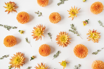 Fototapeta premium Beautiful orange dahlia flower buds and eucalyptus branches pattern on white background. Flat lay, top view minimalistic still life creative floral texture.
