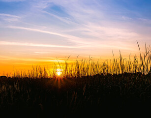Fototapeta premium scenic view from reeds at a beautiful sunset. Reed cane grass on the front and orange sun glow with picrutesque sky on the background. Amazing evening landscape
