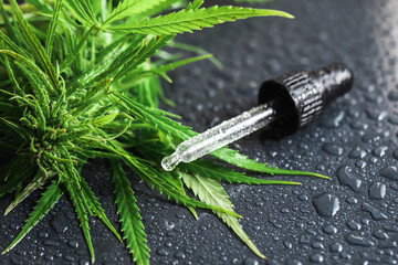 Cannabis plant and pipette with a CBD oil