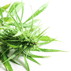 Green cannabis plant on white background