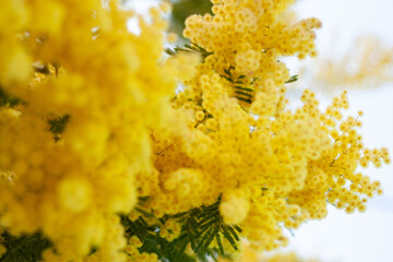 Golden wattle flowers Acacia yellow