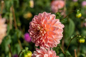 Dully white rose colored  dahlia close-up.2020