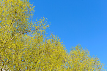 Fototapeta premium Young leaves on tree branches against the blue sky