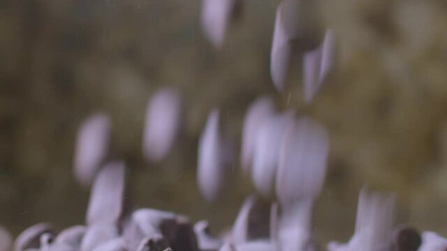 Delicious chocolate chips forming a big pile
