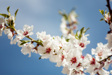 Almond Blossoms Macro detail picture in spring with blue sky