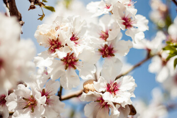 Fototapety  Almond Blossoms Macro detail picture in spring with blue sky