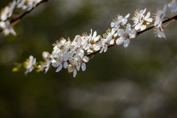 Cherry Blossoms Macro detail picture in spring with blue sky