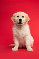 Cute sitting  golden retriever puppy looking at the camera on a red background seen from the front with its tongue sticking out