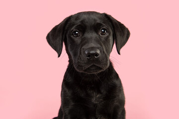 Portrait of a cute black labrador retriever puppy looking at the camera on a pink background seen from the front
