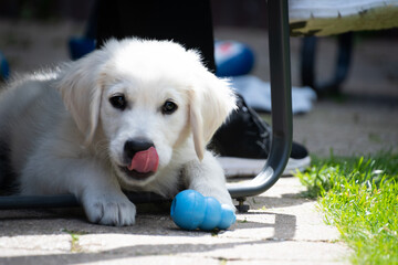 golden retriever puppy playing with kong licking nose