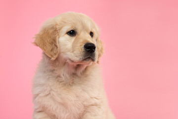 Portrait of a cute golden retriever puppy  on a pink background looking away with copy space