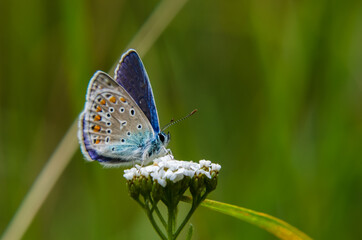 COMMON BLUE BUTTERFLY - A beautiful gentle insect on a field flower
