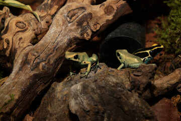 Schreckliche Pfeilgiftfrosch (Phyllobates terribilis) zwei Tiere auf Baumstamm