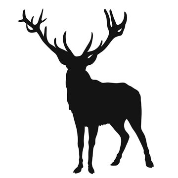 silhouette of a deer with antlers, black shape isolated on white background