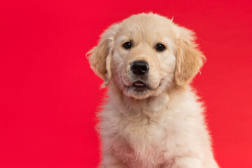 Portrait of a cute golden retriever puppy looking at the camera on a red background  with its mouth slightly open