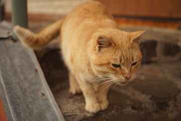Golden cat stands on the doorstep of the house.