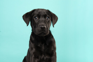 Fototapeta na wymiar Portrait of a cute black labrador retriever puppy looking at the camera on a turquoise blue background