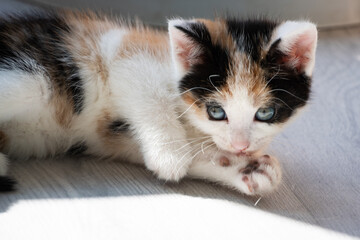 Portrait of calico kitten looking at you laying down 2 - obrazy, fototapety, plakaty