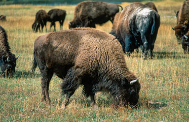 Herd of bison grazing in Yellowstone National Park