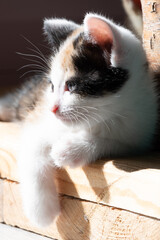 Portrait of calico kitten sideview