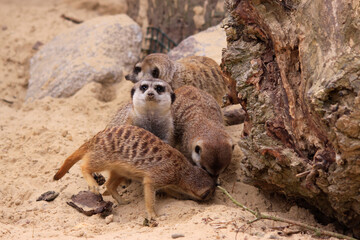 Erdmännchen (Suricata suricatta), auch Surikate oder Scharrtier, Gruppentiere 