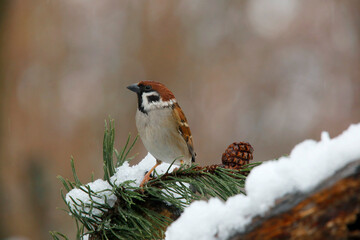  Feldsperling oder Feldspatz (Passer montanus) im Winter
