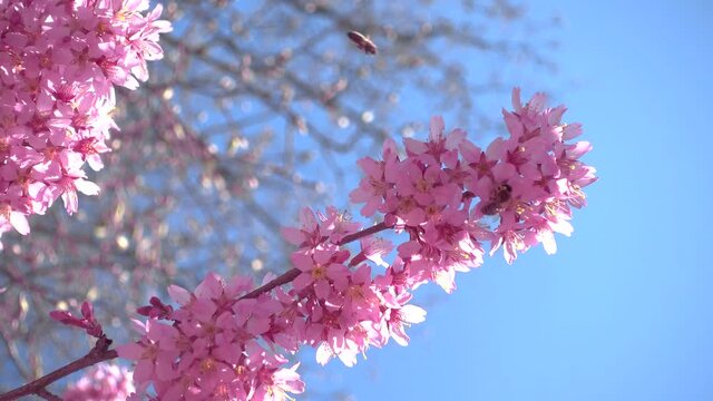Zweig einer rosa bl&uuml;henden Japanischen Bl&uuml;tenkirsche mit Biene - Nahaufnahme gegen den blauen Himmel
