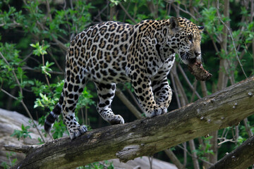 Fototapeta na wymiar Jaguar (Panthera onca) Raubtier, Südamerika und Mittelamerika