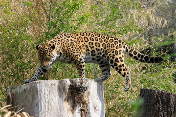 Jaguar (Panthera onca) Raubtier, Südamerika und Mittelamerika