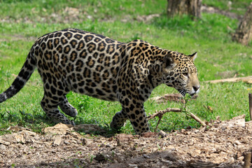 Jaguar (Panthera onca) Raubtier, Südamerika und Mittelamerika