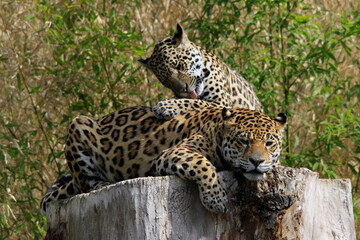 Jaguar (Panthera onca) Paar, Raubtiere, Südamerika und Mittelamerika