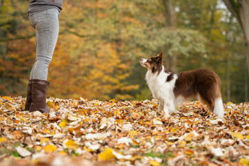 Dog seen from the side, sitting and looking up focused on its owner being trained by its owner outdoors in a forest lane during autumn
