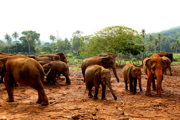 Fototapeta na wymiar A herd of elephants in Pinnawala Elephant Orphange