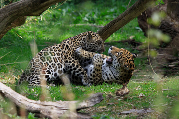 Jaguar (Panthera onca) Paar, Raubtiere, Südamerika und Mittelamerika