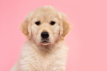 Portrait of a cute golden retriever puppy looking at the camera on a pink background