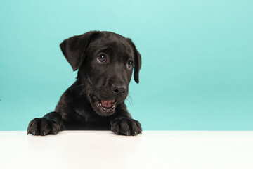 Portrait of a cute black labrador retriever puppy on a blue background with it paws on a white table looking away with mouth open as if he is speaking or asking sometinng