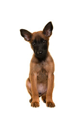 Belgian shepherd or Malinois dog puppy looking at the camera sitting on a white background