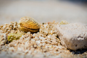 A sea clam on sandy beach front view.