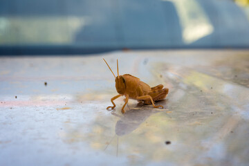 A light brown grasshopper on hood of a silver car.