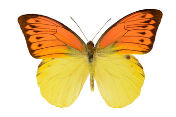 Fototapeta na wymiar Pretty orange and yellow butterfly with spread wings isolated on a white background