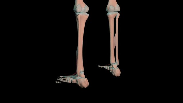 Extensor Hallucis Longus Muscles Full Roration Loop