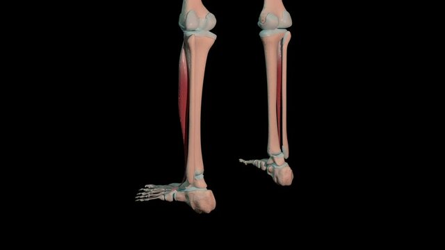 Extensor Digitorum Longus Muscles Full Roration Loop