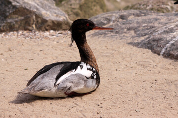 Mittelsäger (Mergus serrator) Männchen