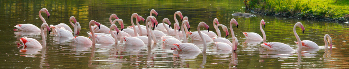 Rosaflamingo (Phoenicopterus roseus) große Gruppe schwimmt im Wasser, Panorama