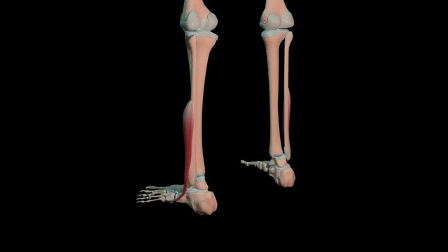 Fibularis Brevis Muscles Full Roration Loop