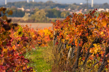 glowing red leaves in vineyards in autumn