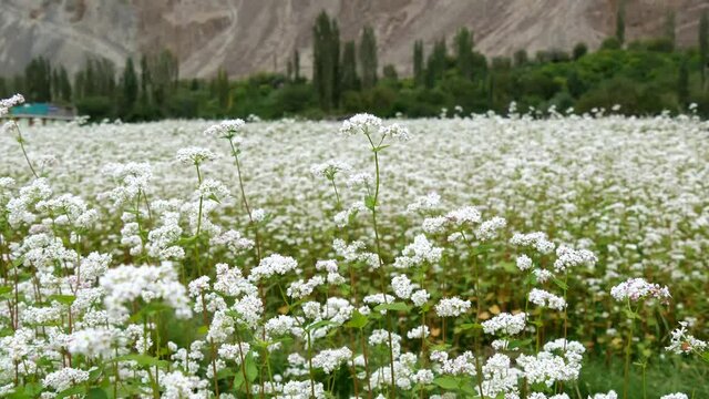Buckwheat flowers blowing in the wind at Turtuk village,Leh, Ladkh, India.