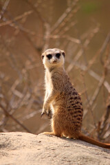 Fototapeta premium Erdmännchen (Suricata suricatta) auch Surikate oder Scharrtier, Wachposten auf Aussichtshügel