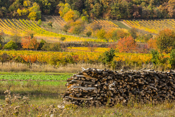 stacked firewood in the nature and autumn